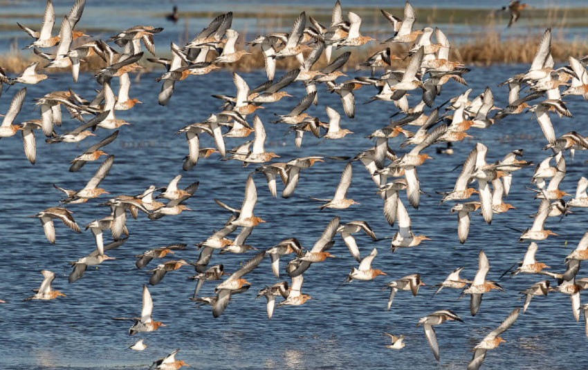 Bird life in Snæfellsnes